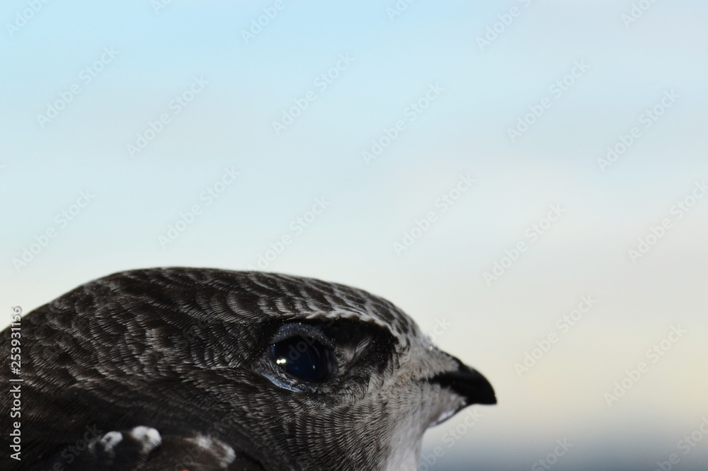 little swift looks into the distance
