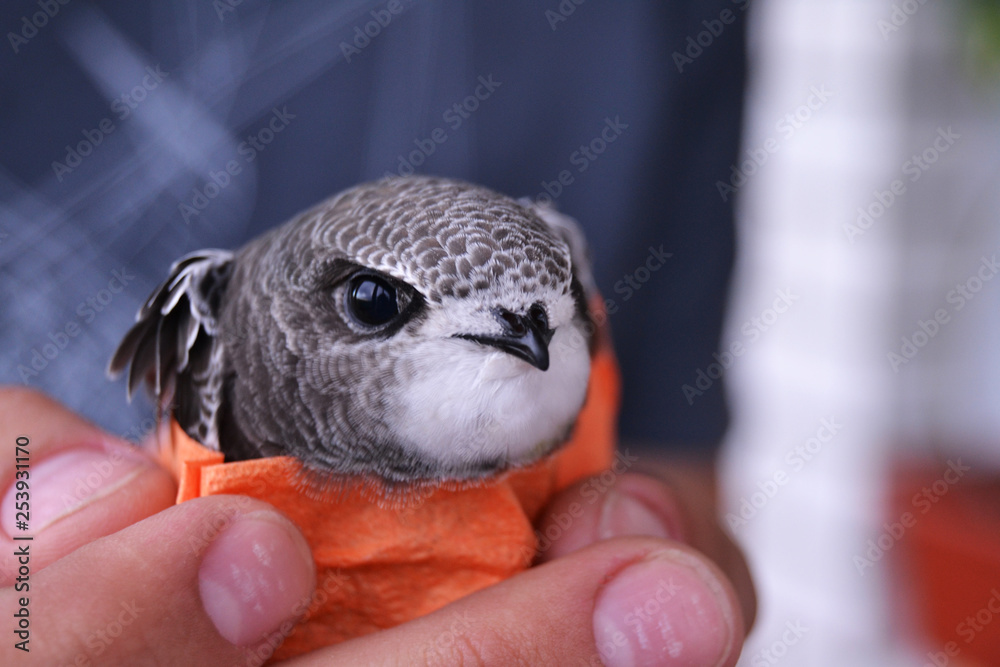 little bird in hand