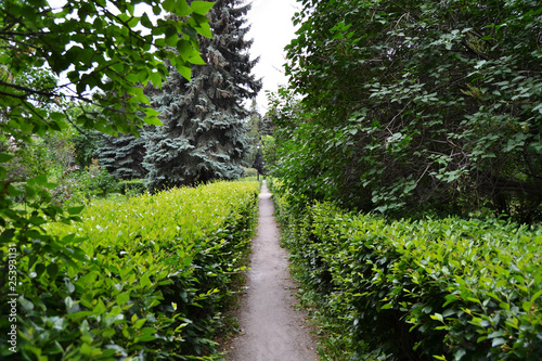 the path extending into the distance between the bushes
