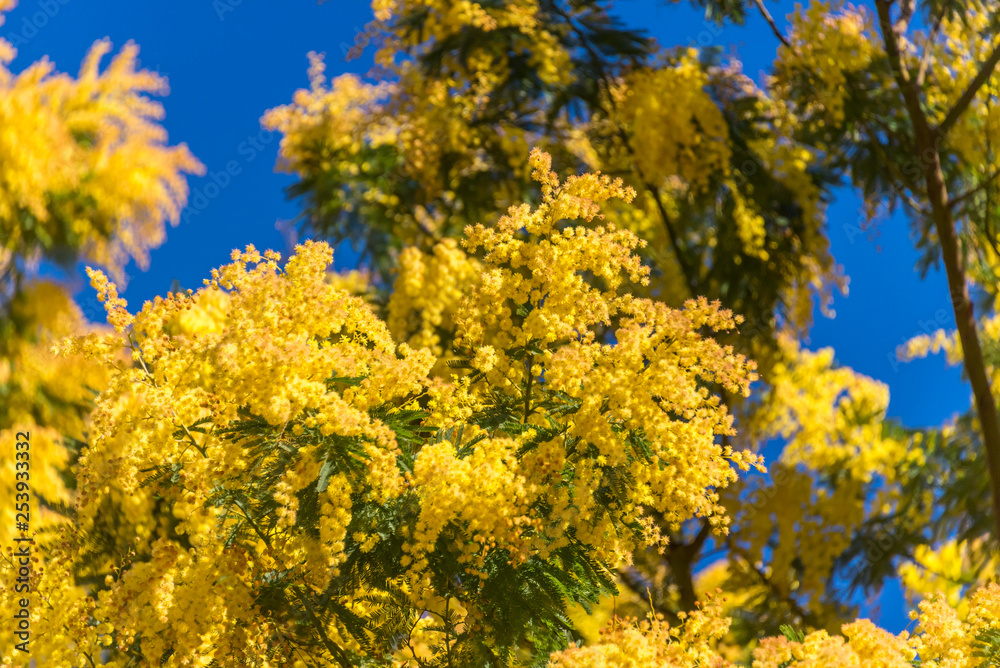 Mimosa Flowers Blooming in the Spring Against a Blue Sky Mimosa Flowers Blooming in the Spring Against a Blue Sky