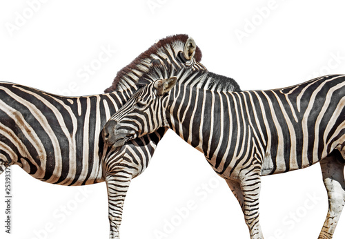 Close up Two Zebras Isolated on White Background with Clipping Path