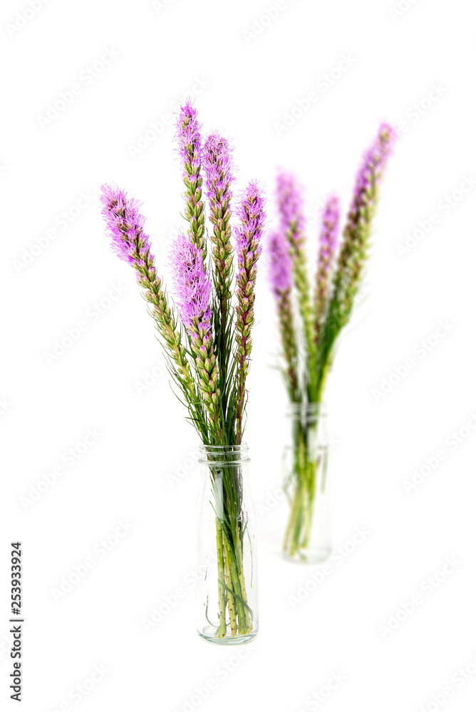 Magenta, purple, violet, Liatris flower in glass bottle on isolated white background. Magenta, purple, violet, Liatris flower in glass bottle on isolated white background.