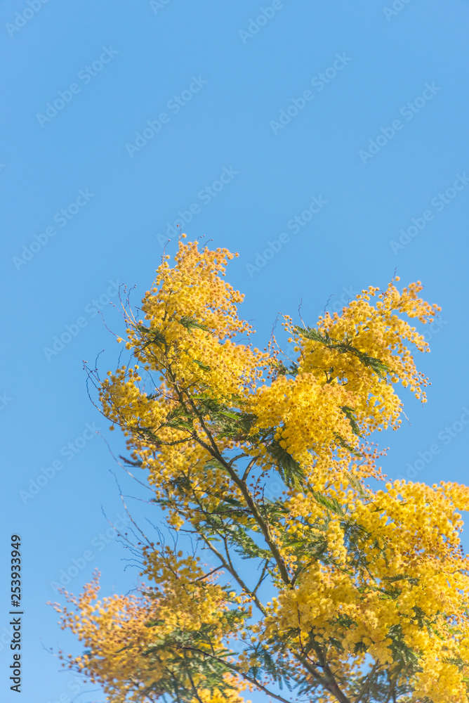 Mimosa Flowers Blooming in the Spring Against a Blue Sky Mimosa Flowers Blooming in the Spring Against a Blue Sky