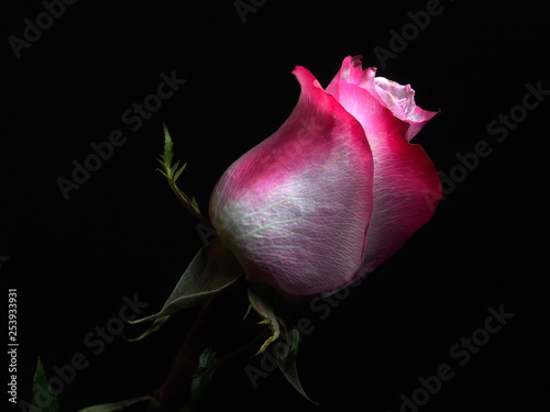 The Bud of a rose flower on a black background. The petals are white, pink and red.
