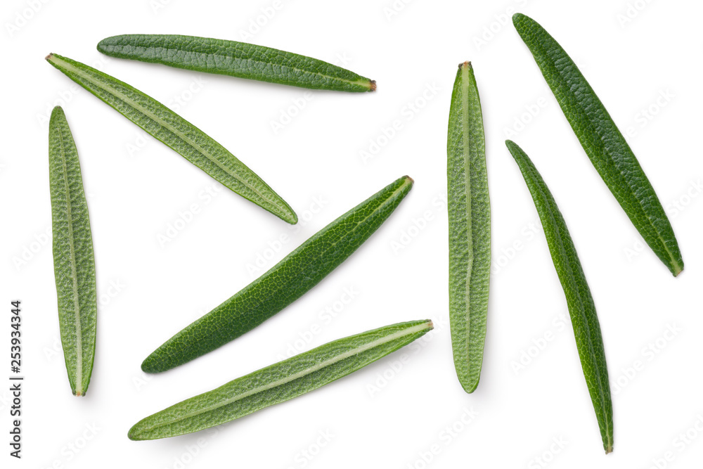 Rosemary Leaves Isolated On White Background Rosemary Leaves Isolated On White Background
