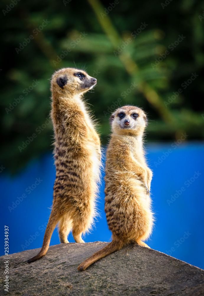 Fototapeta premium Meerkat (Suricata suricatta), also known as the suricate.