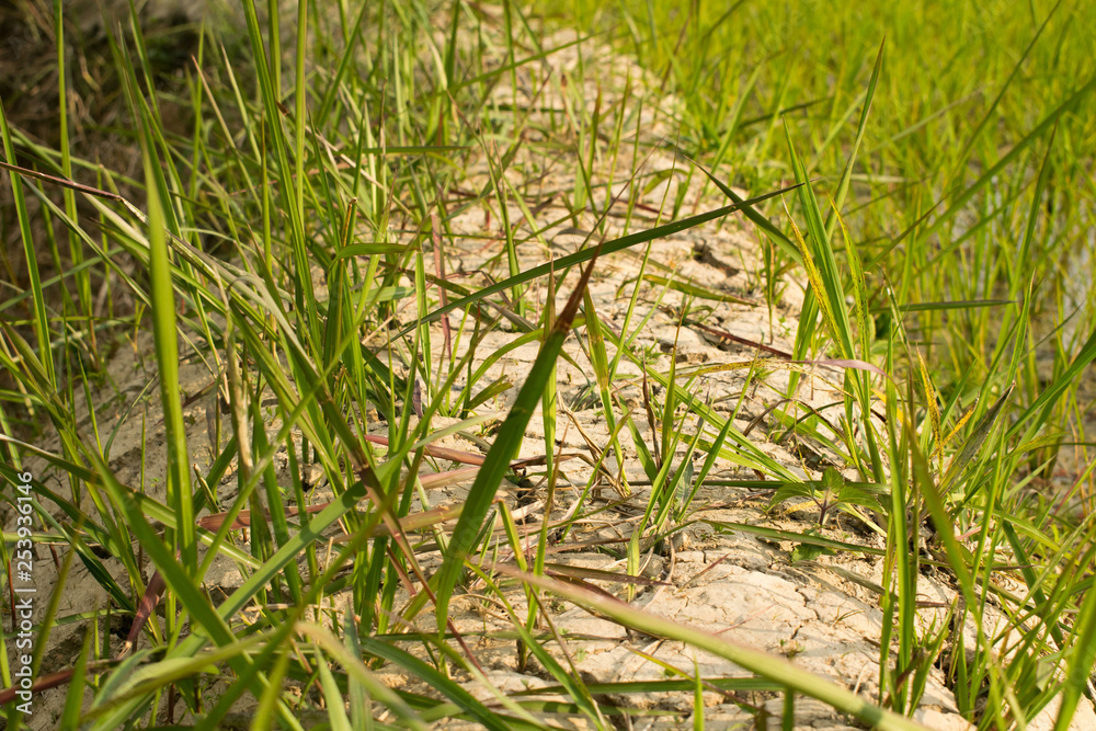 Green grass on a rice paddy