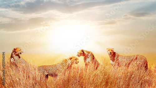 Photography Group of cheetahs in the African savannah