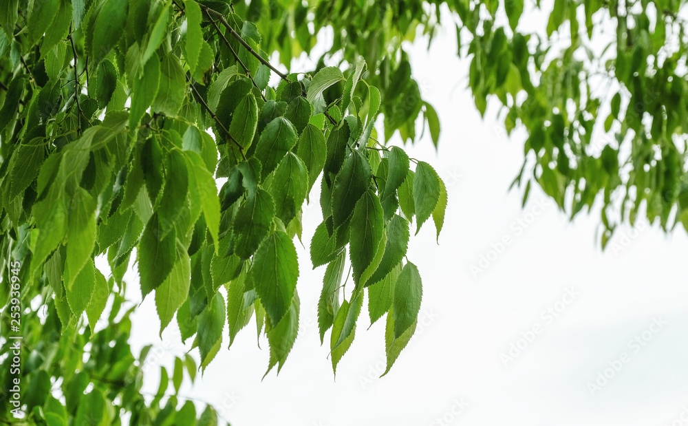 green leaf on tree background green leaf on tree background