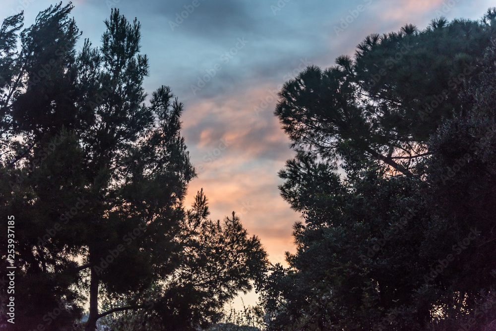 Tall Trees at With Partly Cloudy Sky at Sunrise in Southern Italy Tall Trees at With Partly Cloudy Sky at Sunrise in Southern Italy
