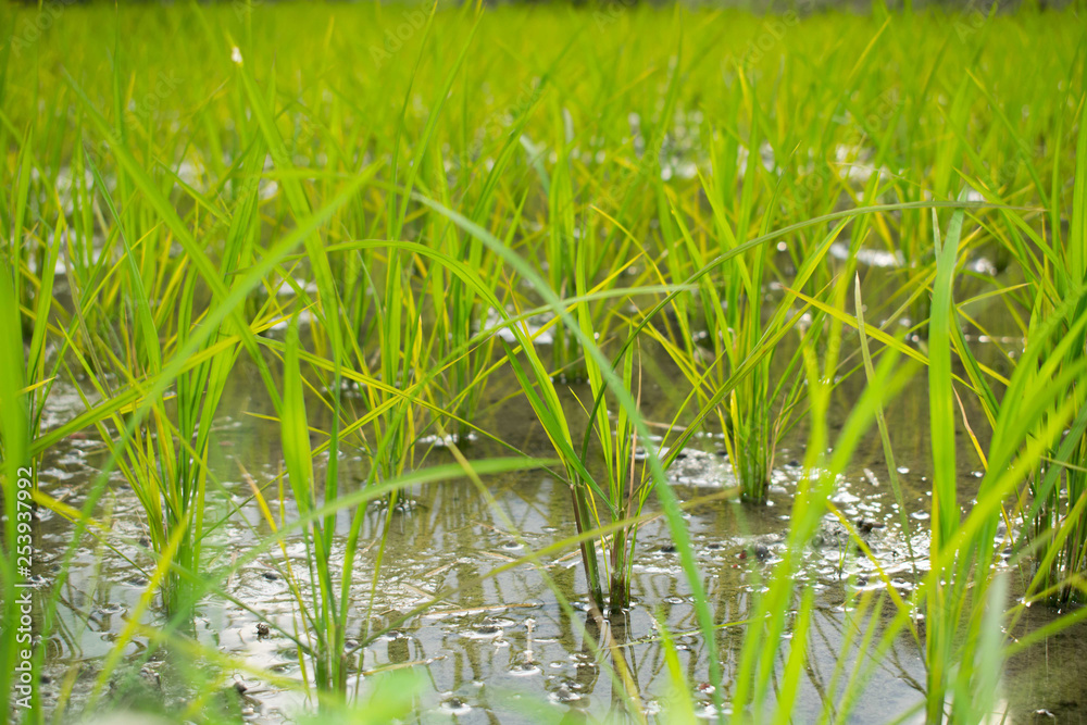 Obraz premium Traditional rice planting, Asia
