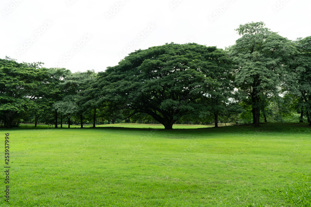 Green field and big tree landscape background