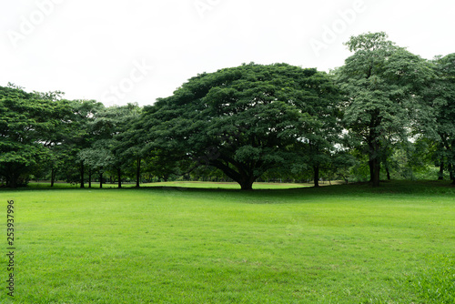 Green field and big tree landscape background