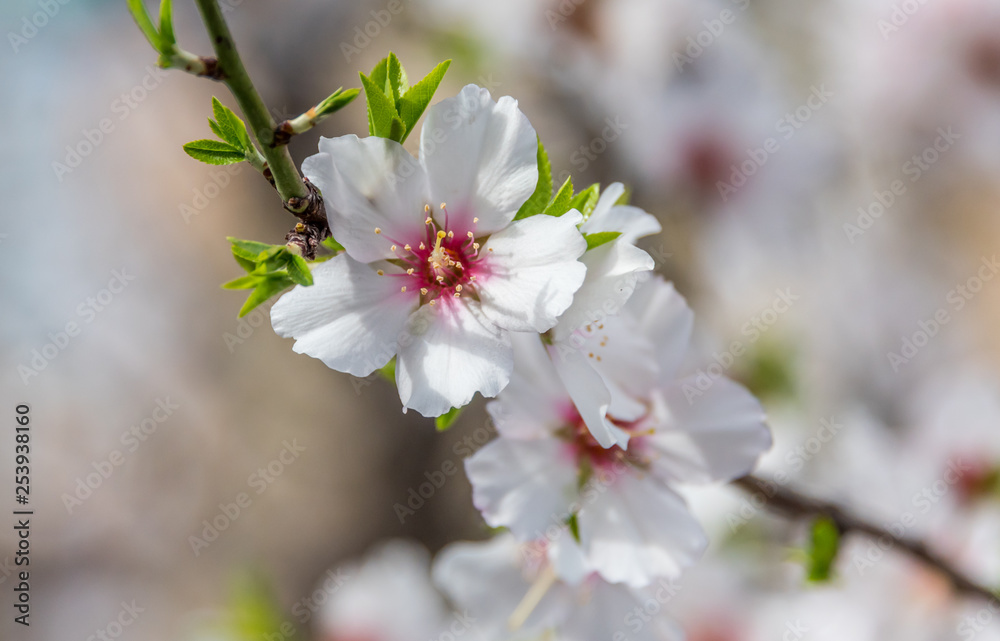 Fruit Tree Blossoms in Spring in Southern Italy Fruit Tree Blossoms in Spring in Southern Italy