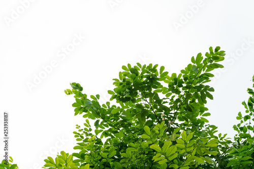 Tree leaves and branch foreground on white background photo