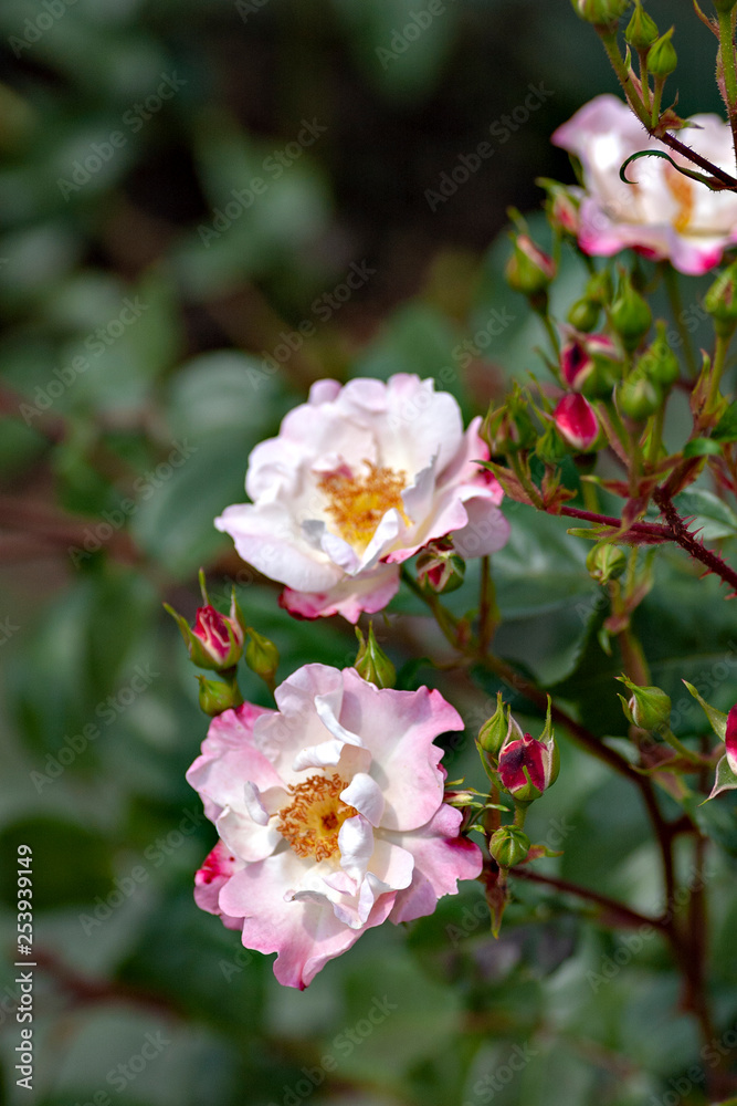 Pink roses in garden Pink roses in garden