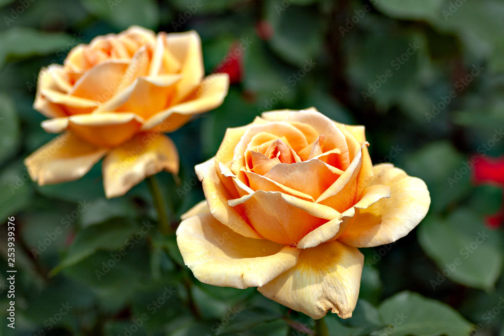 Orange rose in garden