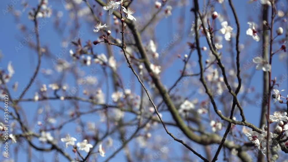 Beautiful flowering plum tree. Background with blooming flowers in spring day Beautiful flowering plum tree. Background with blooming flowers in spring day