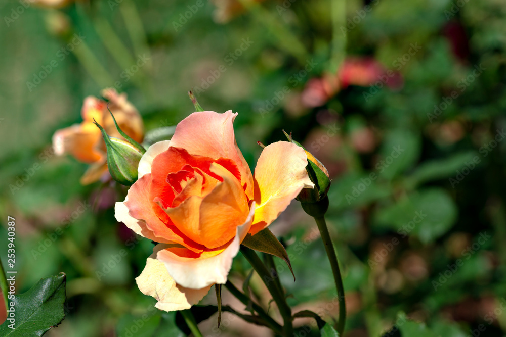 Orange rose in garden