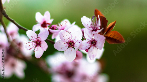 Flore de almendros © JuanDiego