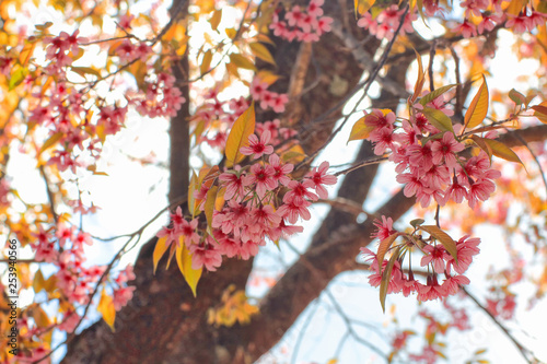 Pink cherry blossoms are blooming beautifully.