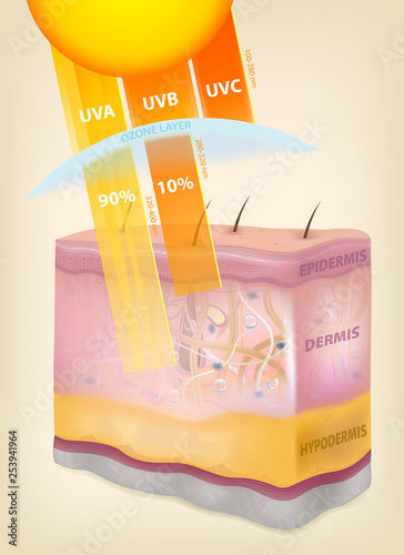 The sun rays layers of the skin. Three-dimensional drawing, realistic, vector