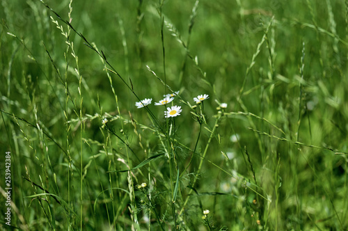 Grass with a chamomile