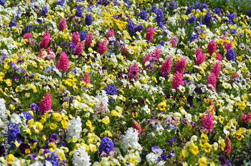 Group of mixed spring flowers in soft focus, white, pink, yellow and blue hiacinthus and viola tricolor, multicolored natural floral blackground