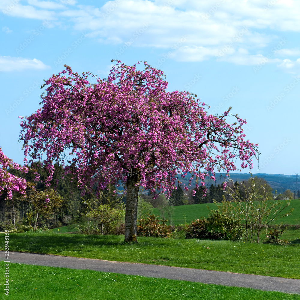 Frühling, Kirschbaum