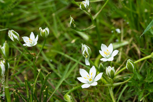 Doldenmilchstern photo