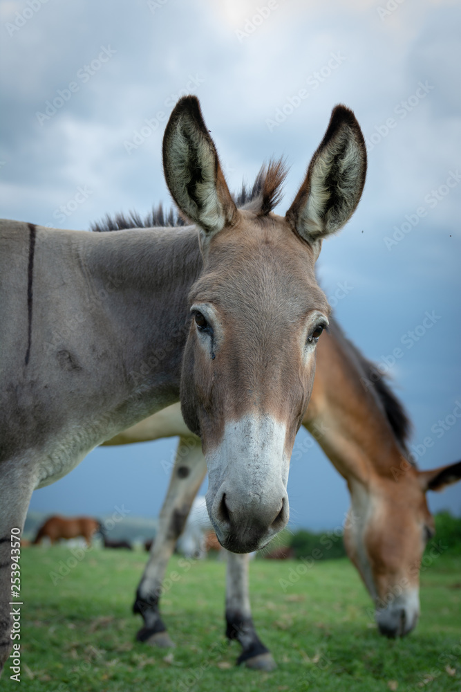 Fototapeta premium Cute Donkey Photobomb