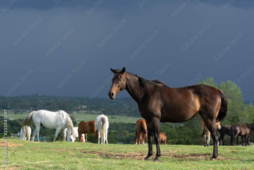 Horses Grazing in the herd