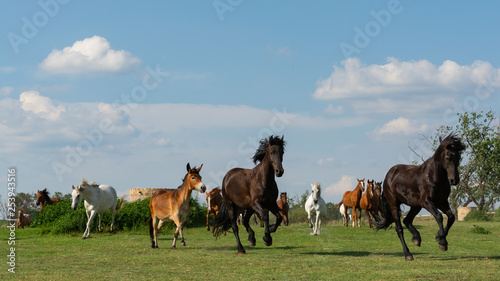 herd of horses running free 2