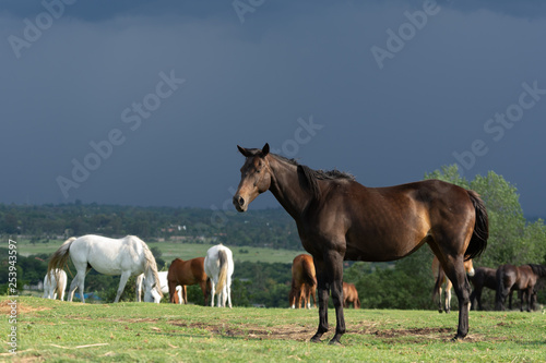 Horses Grazing in the herd © leonkramer