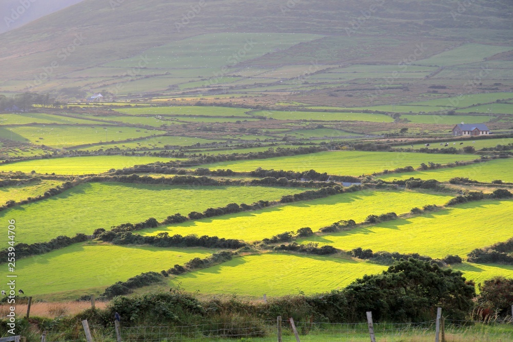 Irische Landschaft Gras