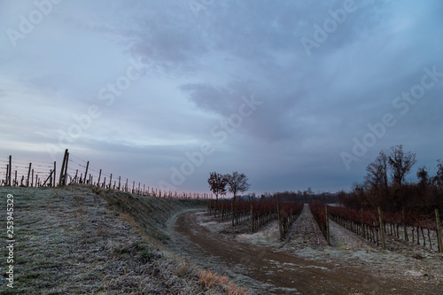Fototapeta Naklejka Na Ścianę i Meble -  Cold misty morning in the vineyards of Italy