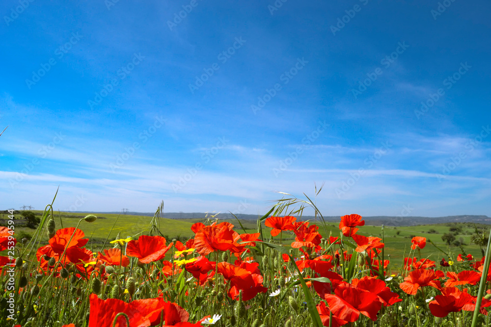 poppy field of poppies