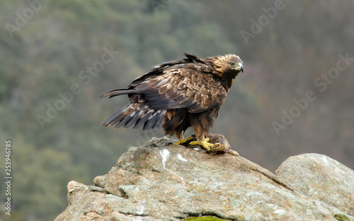 Aguila real adulta en la roca con una presa entre las garras