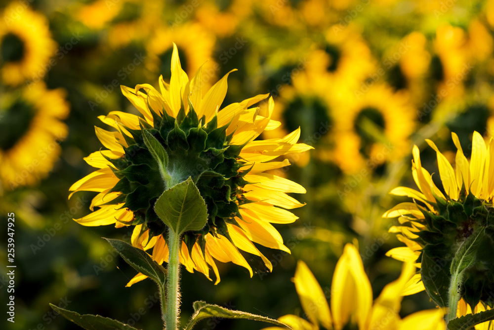 Sunflower follow the sun Sunflower follow the sun