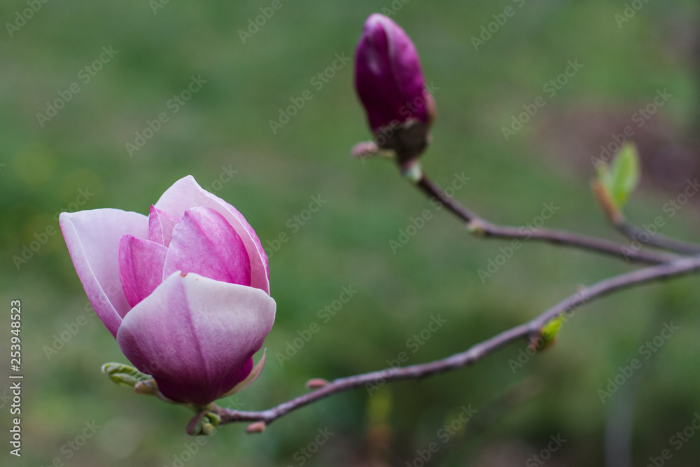 one magnolia flower on branch in the wild one magnolia flower on branch in the wild