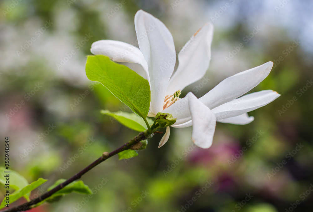 background flower of white magnolia on branch background flower of white magnolia on branch
