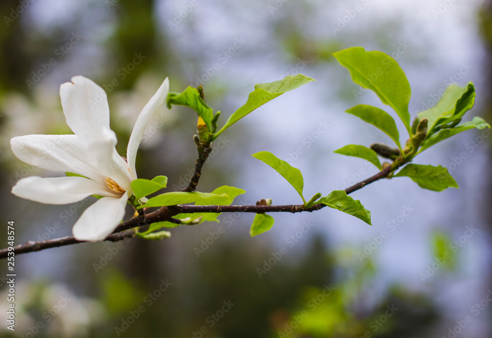 background flower of white magnolia on branch background flower of white magnolia on branch