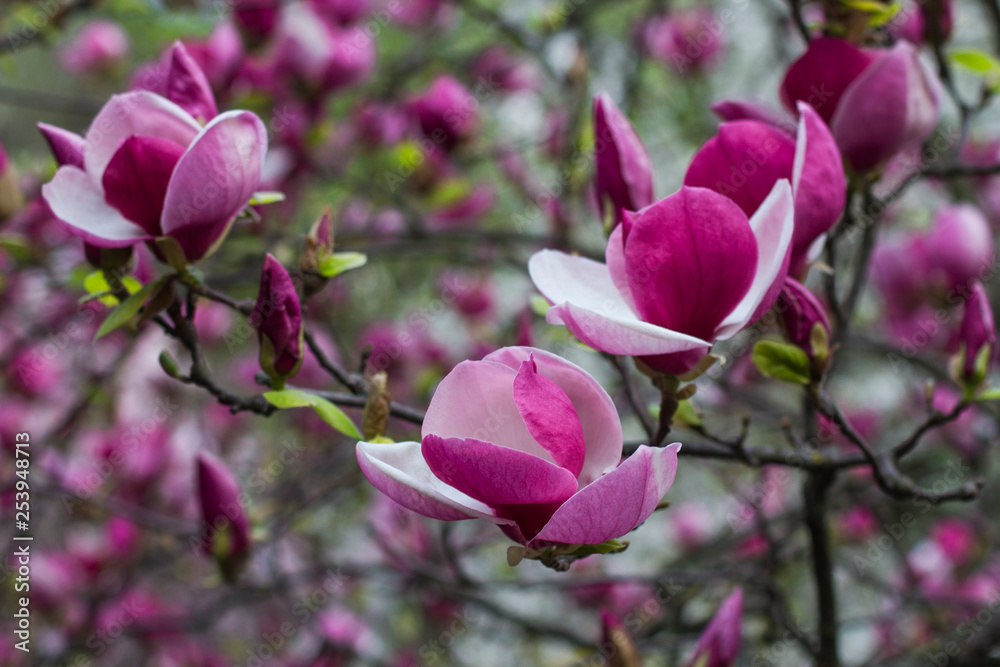 natural background of blossoming magnolia natural background of blossoming magnolia