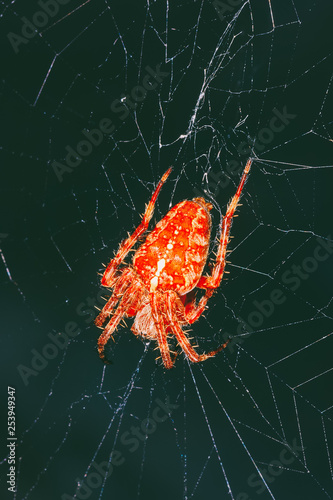 a large orange spider araneus on the web