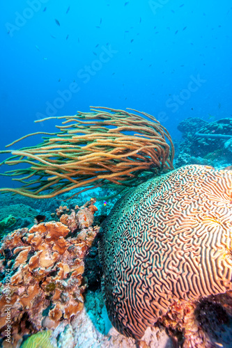 Underwater coral reef in Caribbean