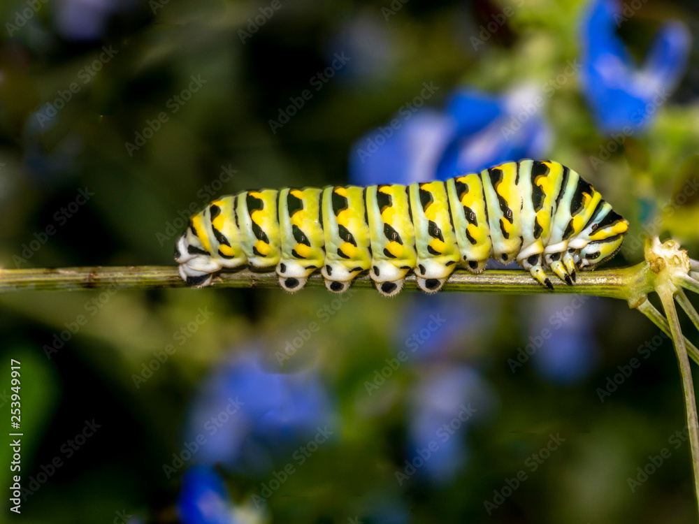 monarch butterfly, Danaus plexippus