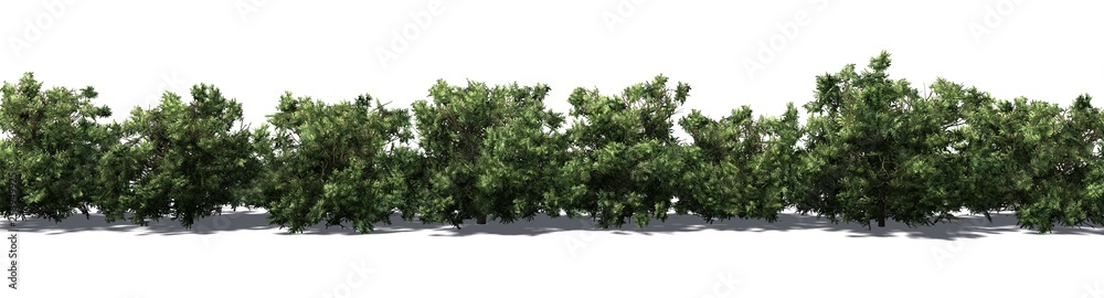 American Boxwood hedge with shadow on the floor - isolated on white background - obrazy, fototapety, plakaty 