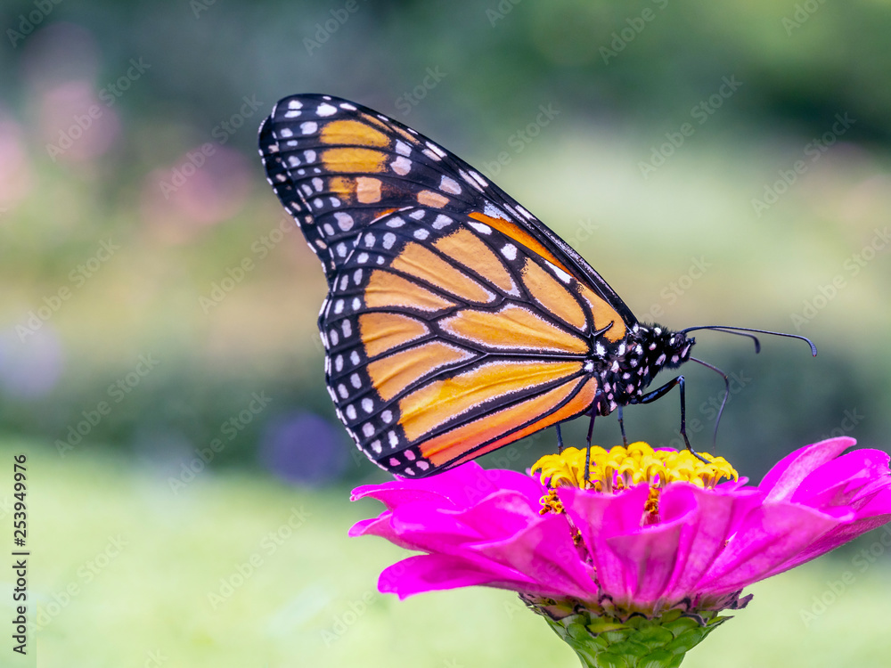 monarch butterfly, Danaus plexippus monarch butterfly, Danaus plexippus