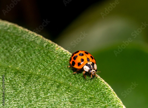 Coccinella magnifica , ladybird beetle. © John Anderson