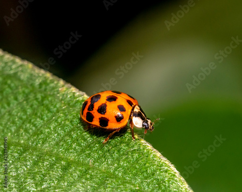 Coccinella magnifica , ladybird beetle.